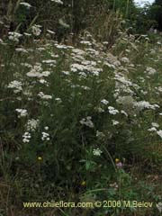 Bild von Achillea millefolium (Milenrama/Milflores/Milhojas/Aquilea/Altamisa)